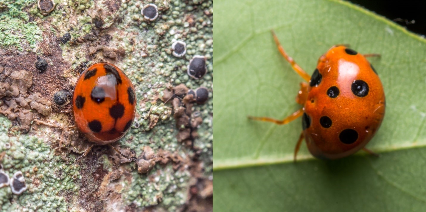 The beetle looks alike spider Paraplectana rajashree (Photo Sumukha JN)